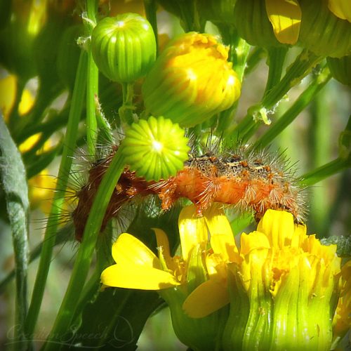 Salt-Marsh Caterpillar on Western Grounsel, Elizabeth, CO, 5-27-18