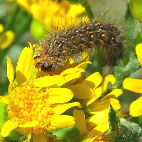 Salt-Marsh Larva on Western Grounsel, Elizabeth, CO, 5-27-18