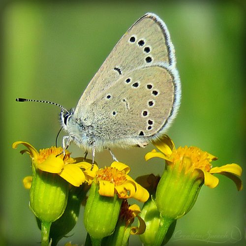 Silvery Blue Butterfly on Western Grounsel, Elizabeth, CO, 5-27-18