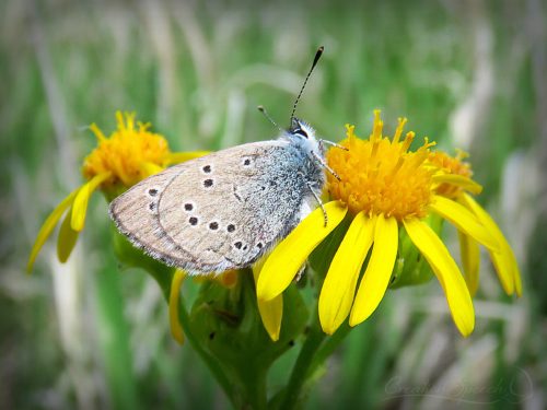 Silvery Blue on Western Grounsel in Meadow, Elizabeth, CO, 5-22-18