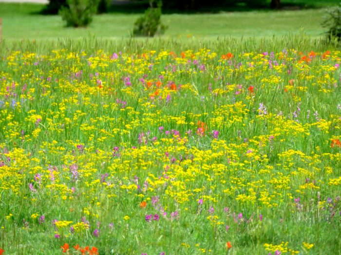 Wildflowers of Russelville Rd, Franktown, CO, 5-26-18