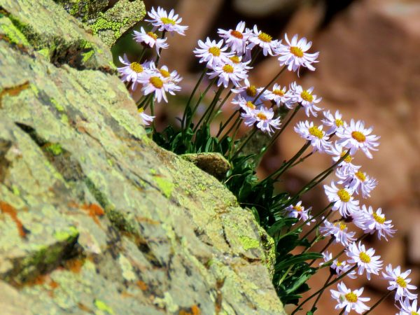 Daisies among the rocks at 12,490 ft, West Maroon Trail, CO, 7-11-18