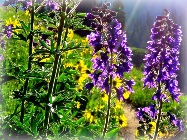 Larkspur along the West Maroon Trial, CO, 7-11 18r