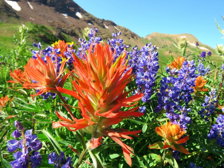 Field of Wildflowers Exult God on the West Maroon Pass Trail, Colorado