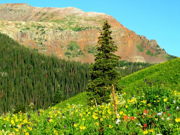 Wildflowers, forests and mountains exulting God, West Maroon Pass Trial, CO, 7-11-18