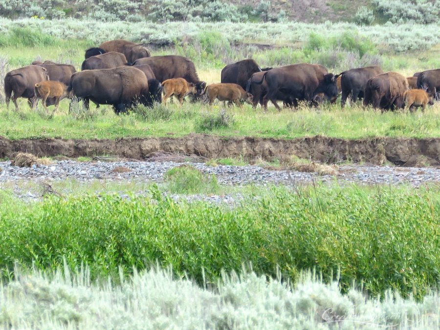 Abundant Bison in Lamar Valley, WY, 7-29-18