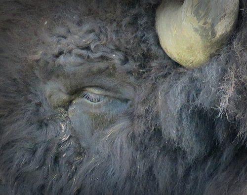 Bison Close Up, WY, 7-29-18