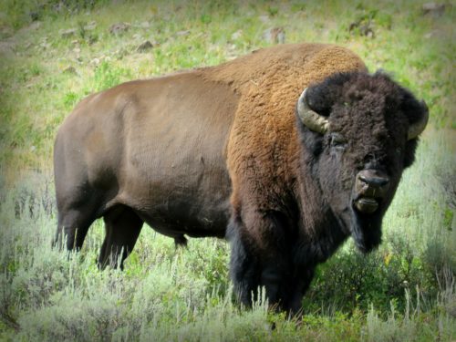 Bison Bull, Lamar Valley, 7-29-18