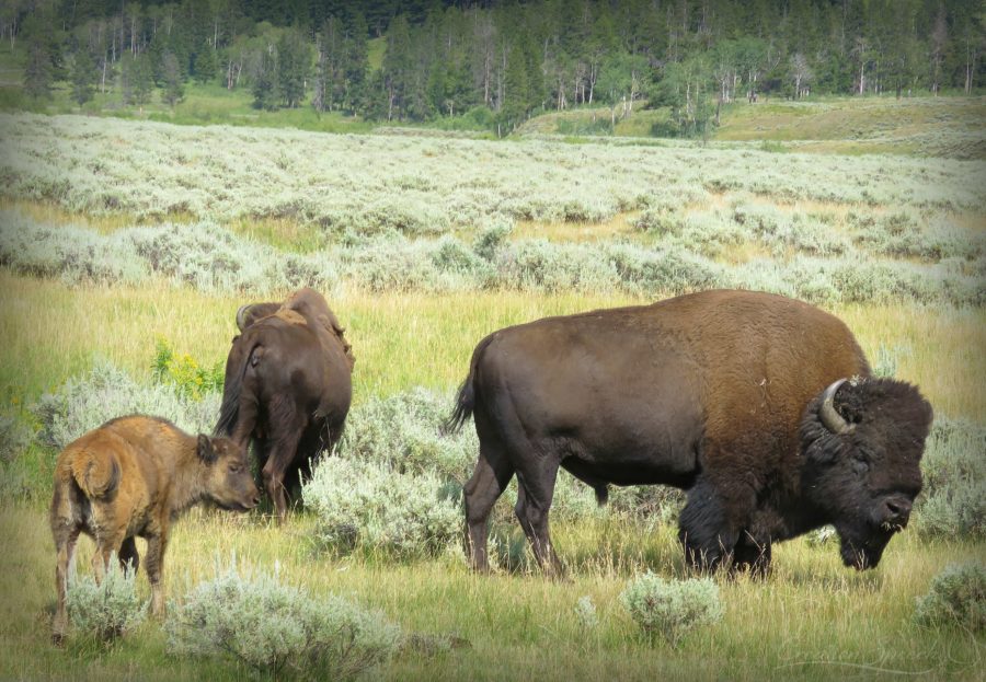 Bison calf is protected by the herd, WY, 7-31-18