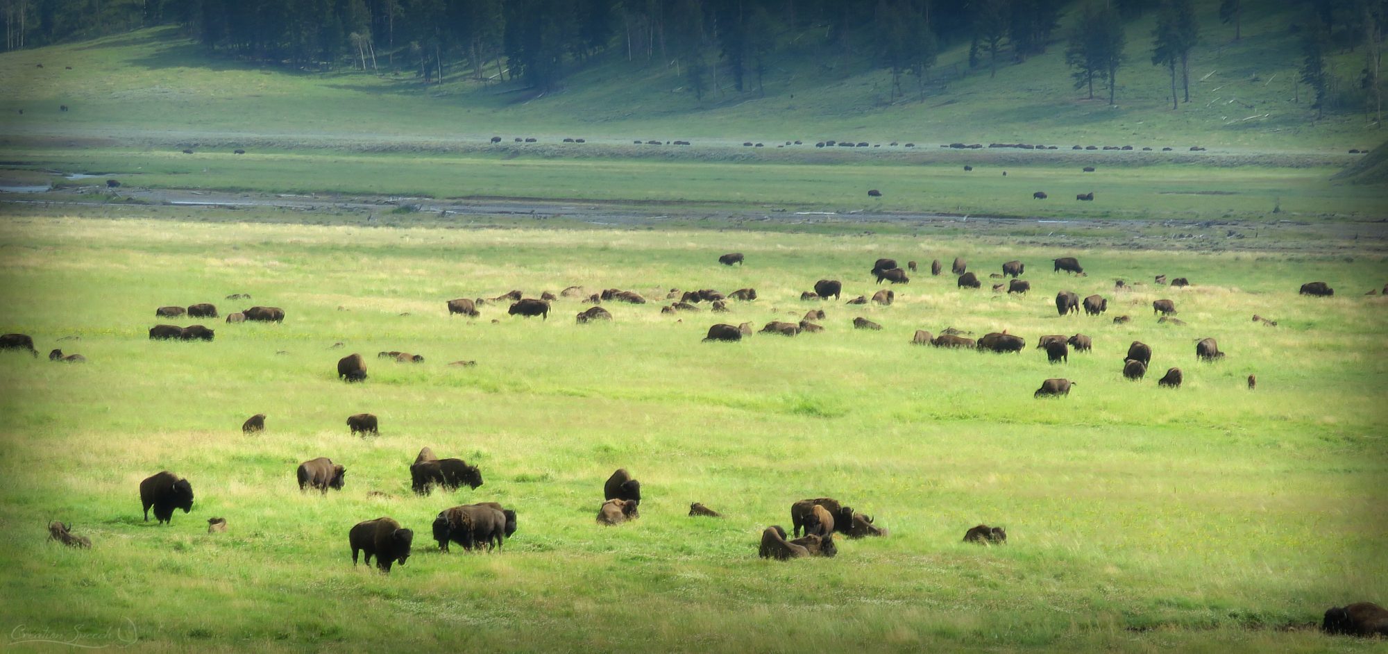 large numbers of Bison in Lamar Valley were and encouragement, poured out speech