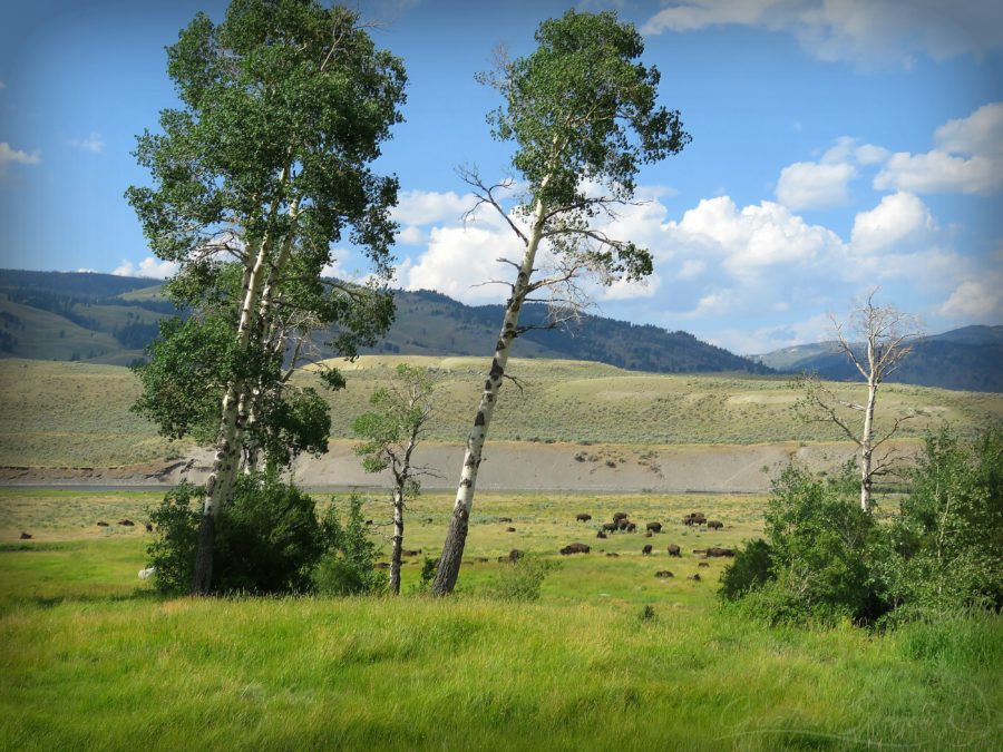 Bison in abundant grass, Lamar Valley, WY, 7-29-18