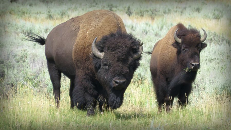 Bull and Cow Bison, Lamar Valley, WY, 7-31-18