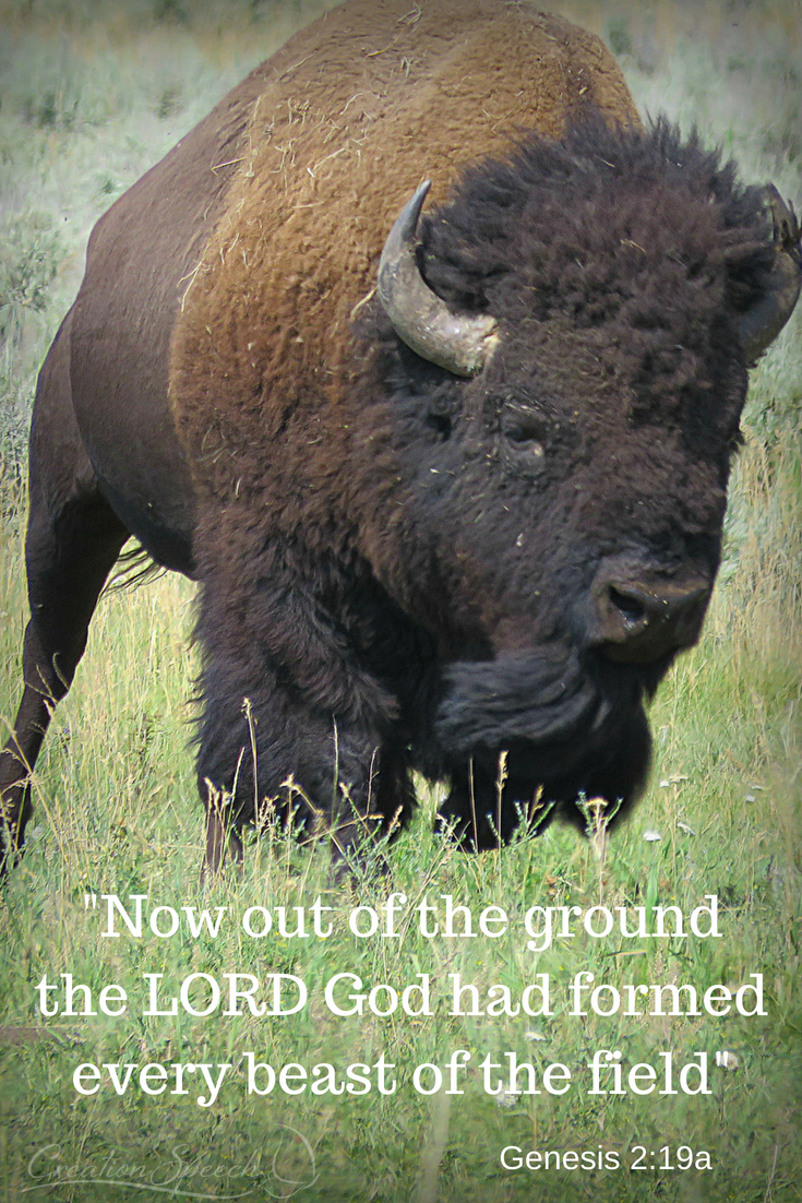 The LORD God formed every beast of the field, including bison