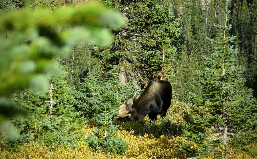 Bull moose getting his fill of willow twigs and leaves, Jame Peak Wilderness, CO, 9-17-18