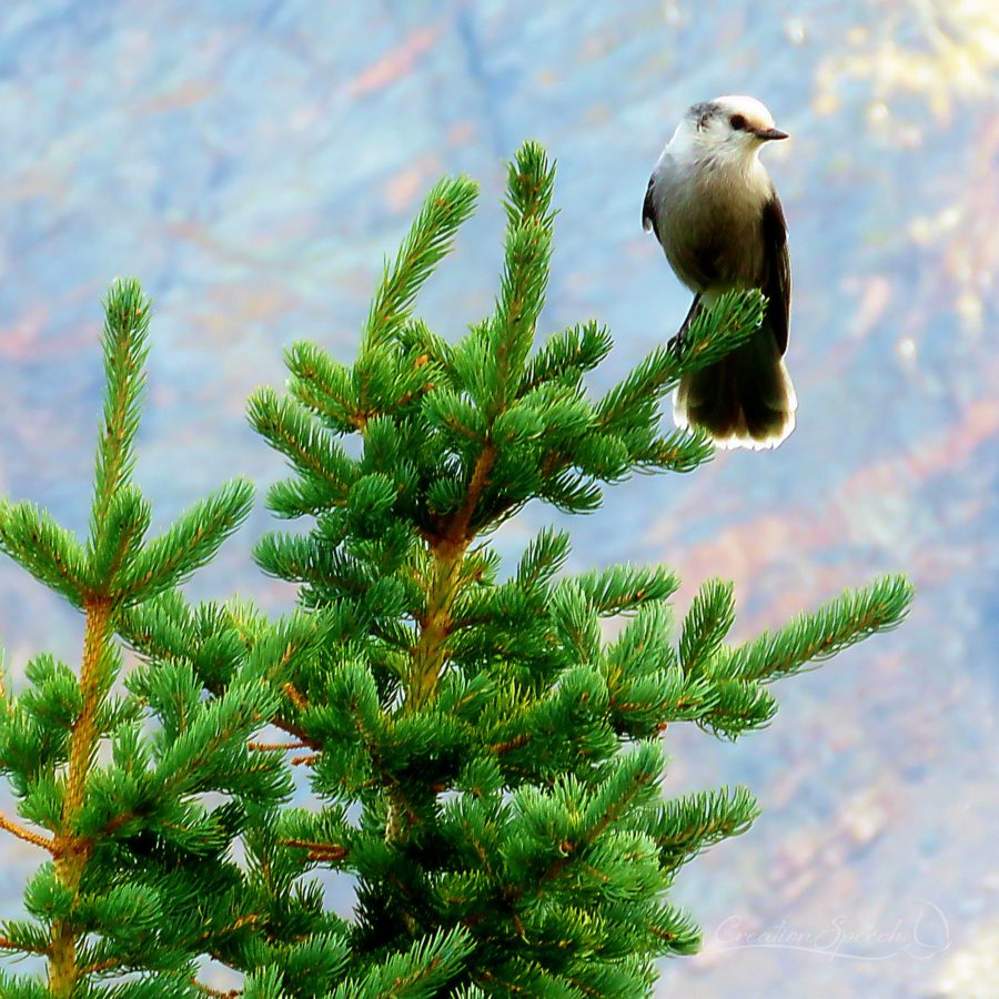 Canada Jay, Parry Peak area, CO, 9-17-18