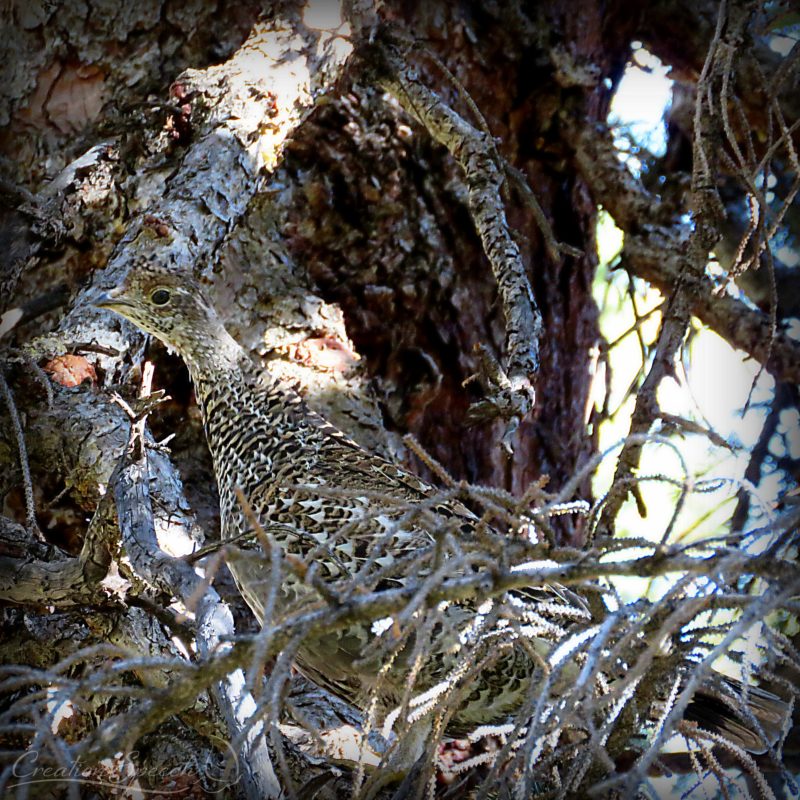 Dusky Grouse Camouflaged in Tree, Valley north of Perry Peak, CO, 9-17-18