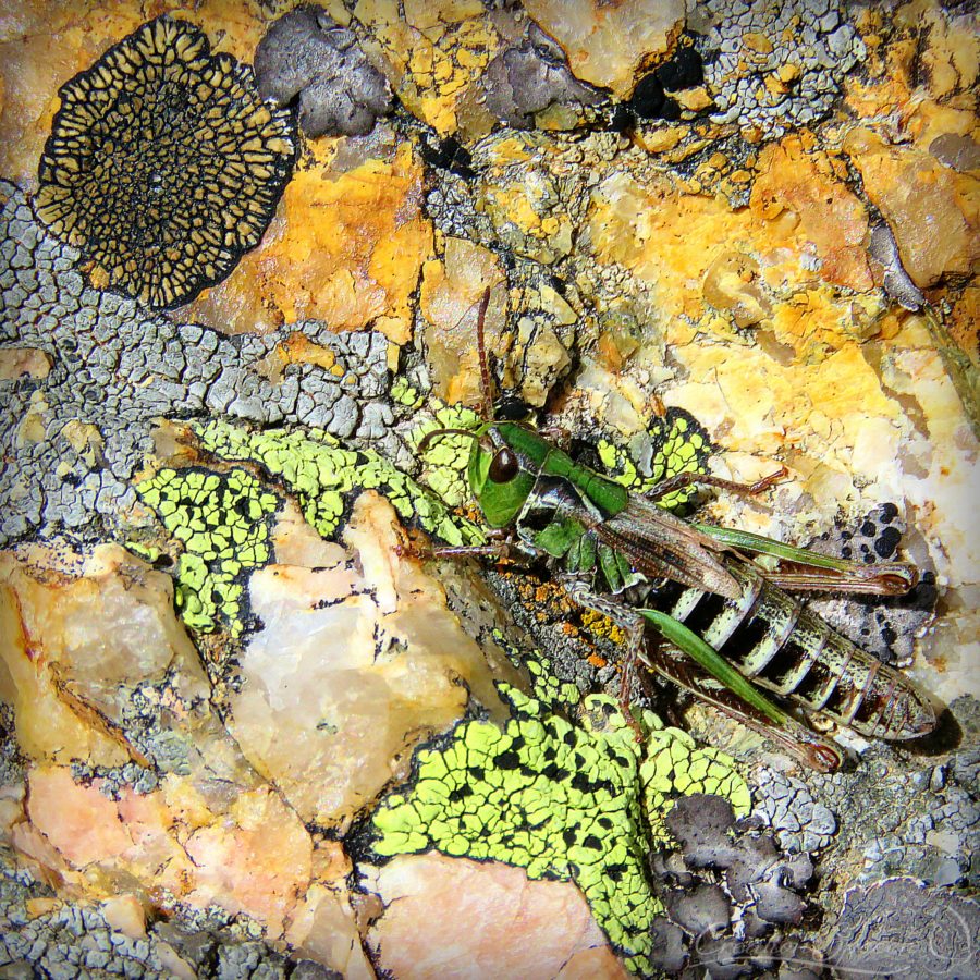 Green grasshopper on lichen covered rock, Perry Peak, CO, 9-17-18