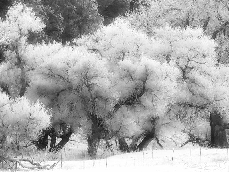 Amazing frost covered cottonwoods, Payton, Colorado,12-27-18