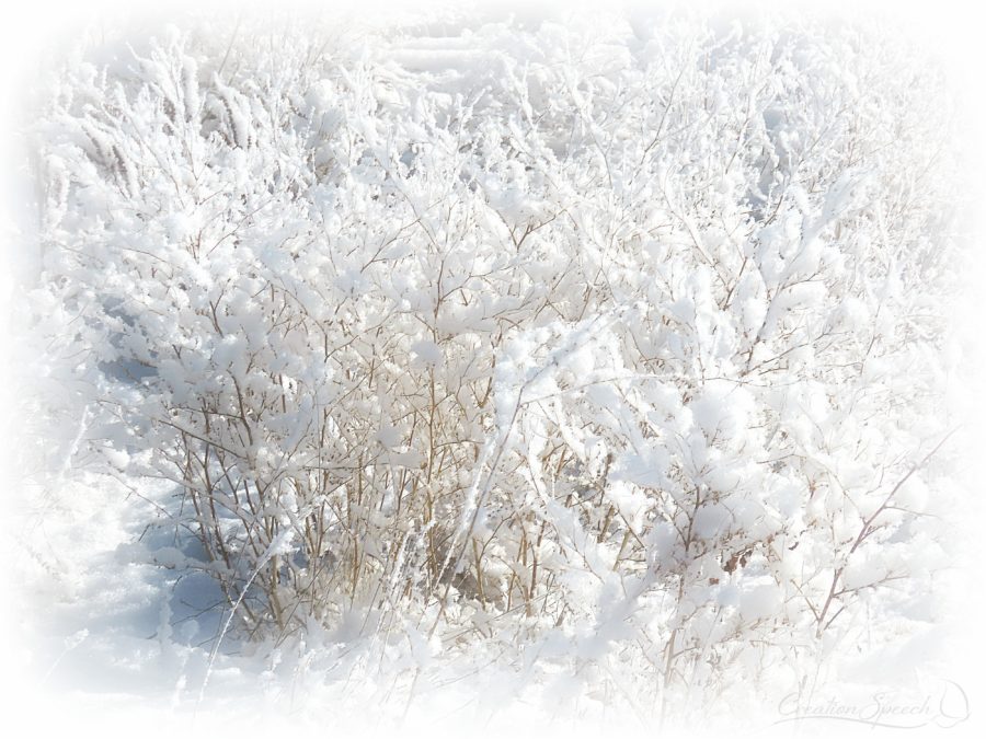 Bright snow-covered meadow, 12-29-18 2