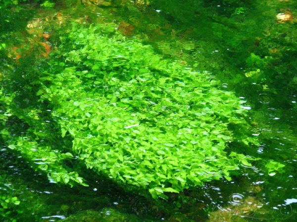 Green plant thrive in the stream from Blue Spring, Missouri