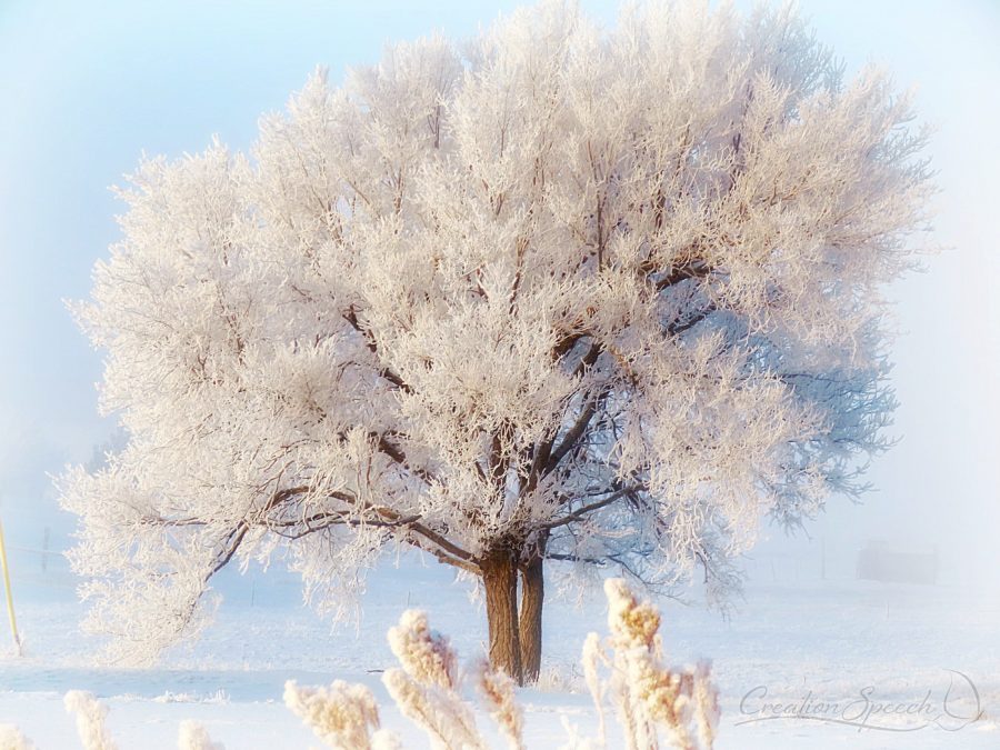 Colorado tree covered with Rime Frost