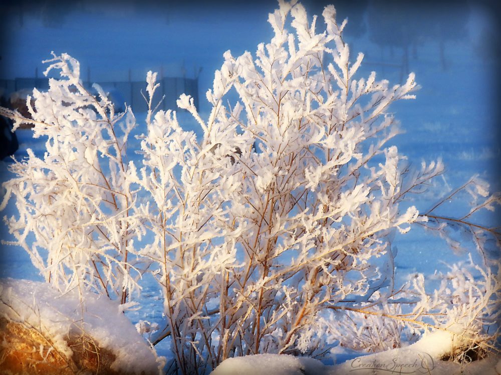 Frost-covered plant lit by morning sunlight, 12-27-18