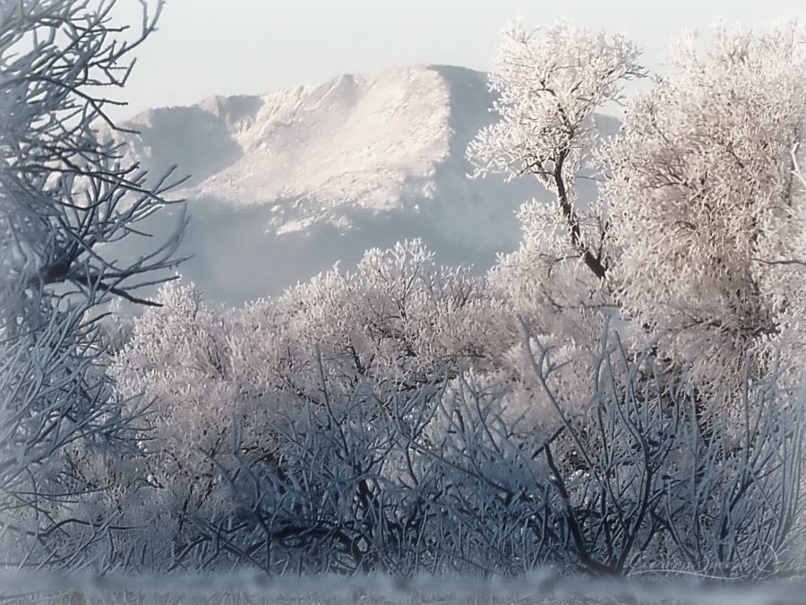 Pike's Peak framed by frosted tree branches, 12-27-18