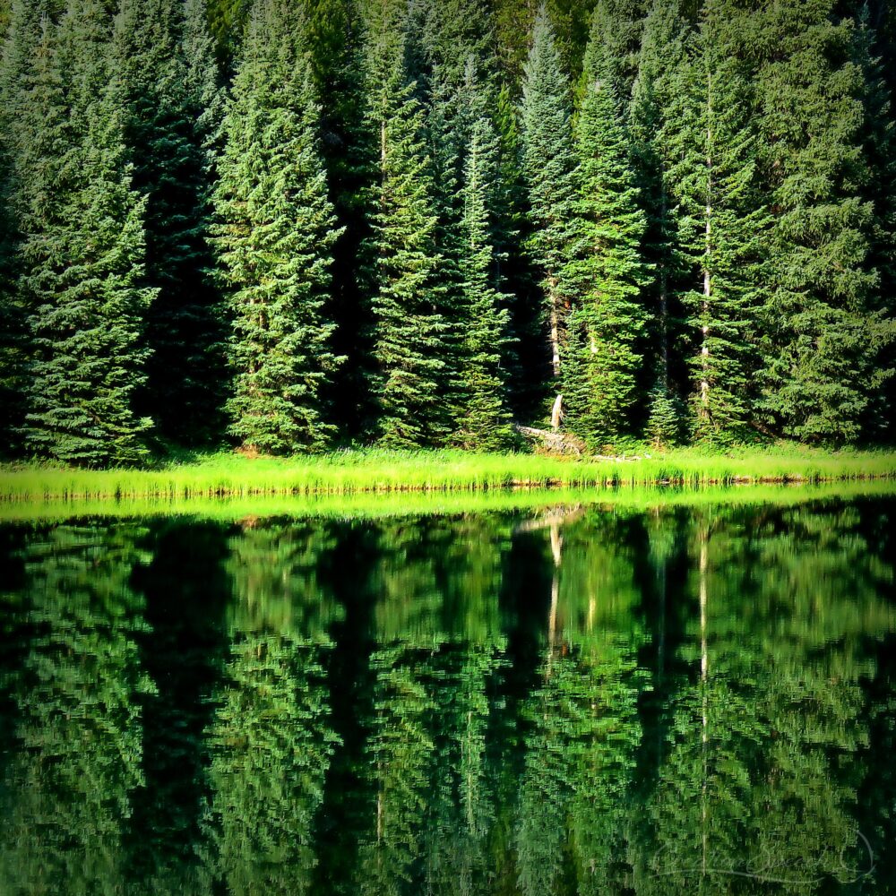 Evergreens reflecting in pond, Crested Butte, Colorado, 7-12-18