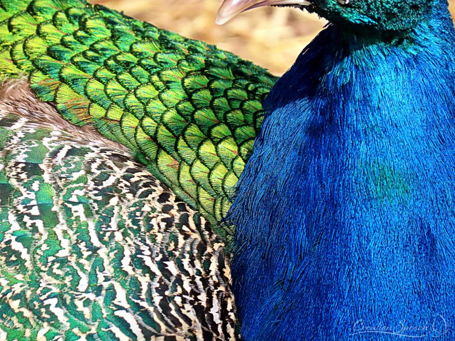 Peacock feathers up close