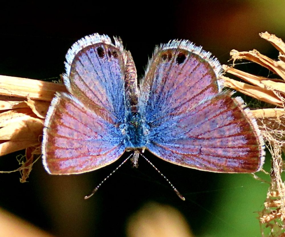 Reaskirts Blue butterfly