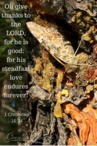 Painted Lady butterfly endures as we do in LORD's steadfast love