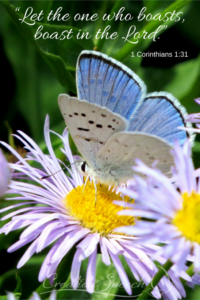 Boisduval’s Blue on wildflower