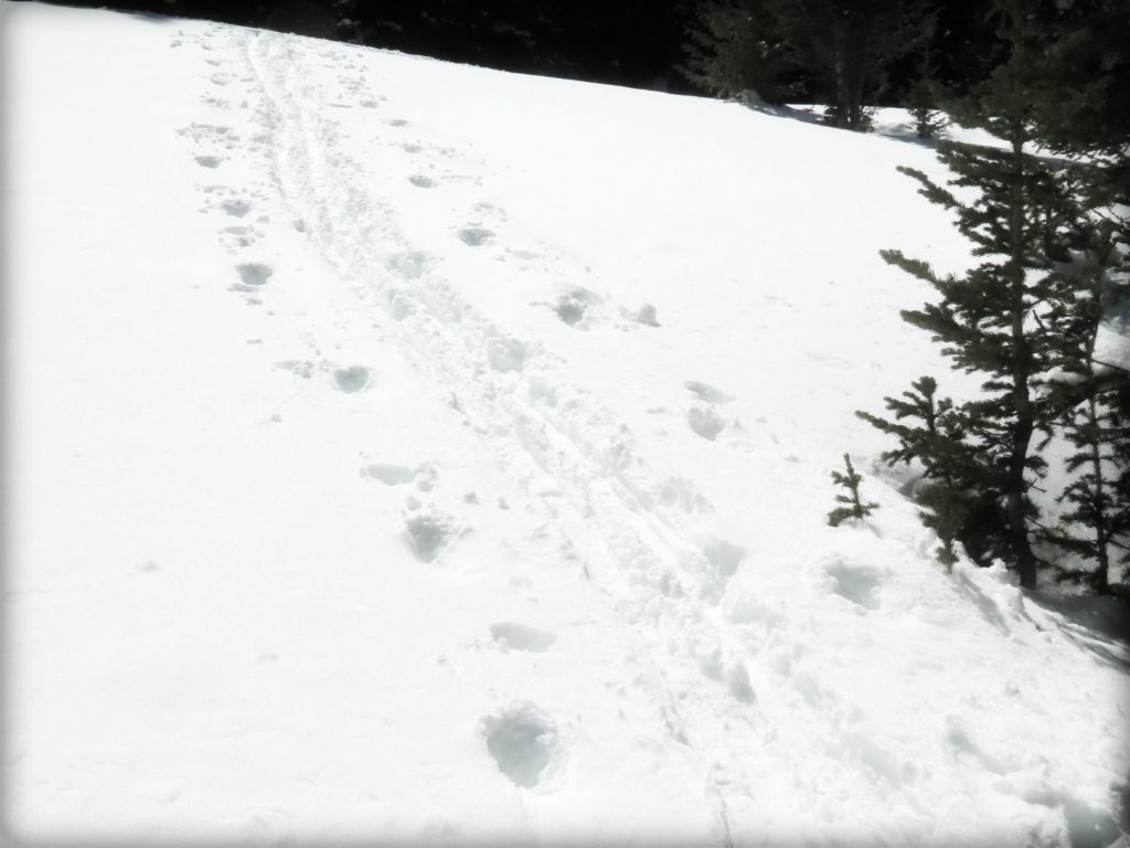 Sky tracks in the snow, 2-27-19