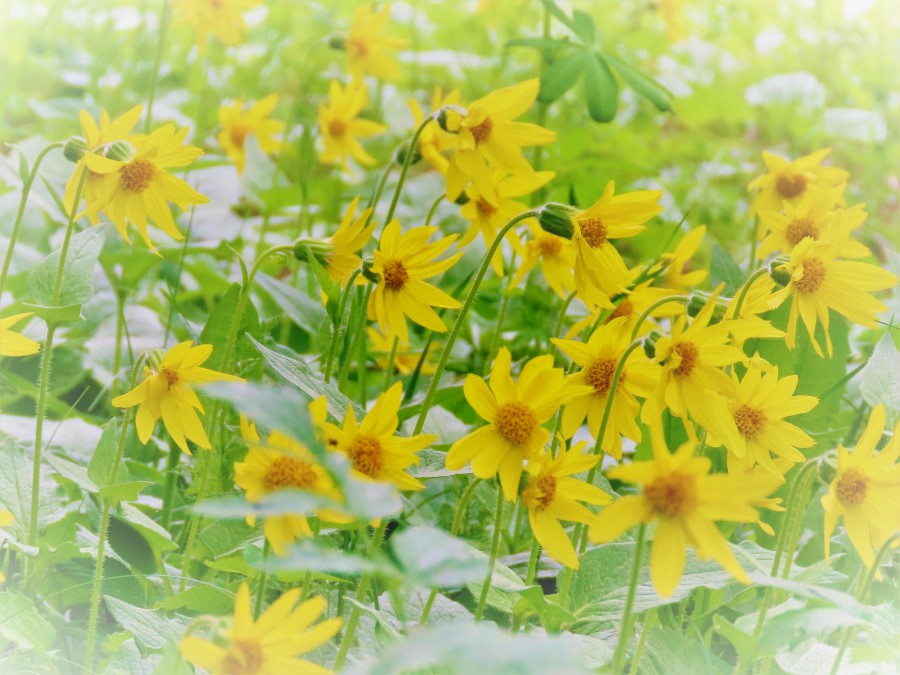 Arnica wildflowers display God's splendor where light shines through the forest canopy on Snodgrass Trail, Crested Butte, Colorado