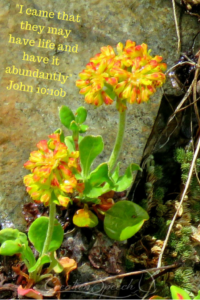 sulphur buckwheat growing on a rock, God made life is abundant