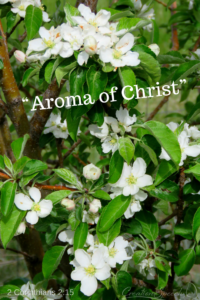 Apple tree in bloom with aroma like us in christ