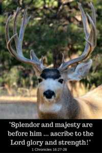 Large mule deer buck illustrates splendor and majesty of creator God