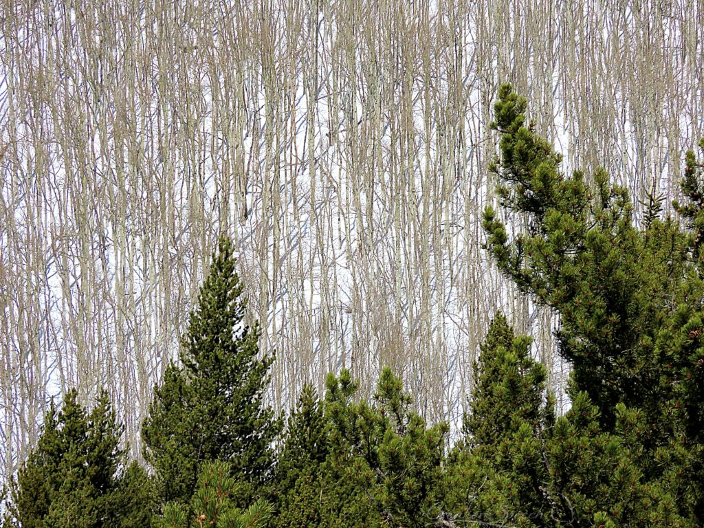 Aspen Grove, Jim Creek Trail area, CO, 2-27-19