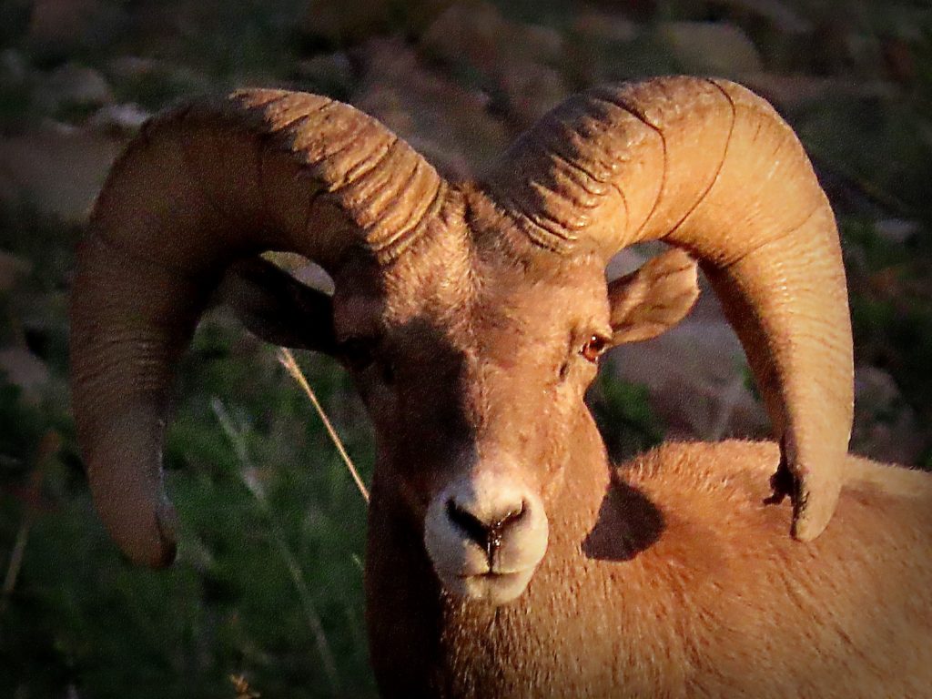 Strong horns of Bighorn Sheep Ram is an image of the strength of Jesus, the horn of our salvation