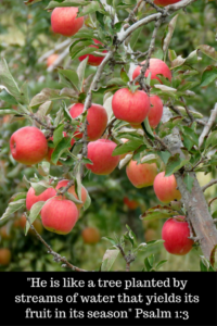 Fruitful apple tree illustrates a blessed man who delights in the law of God