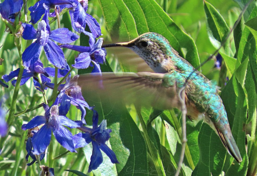 Irridencent blue-green colored Broad-Tailed Hummingbird and blue larkspur