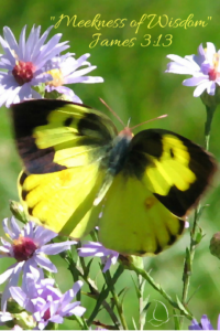 Dogface butterfly in flight illustrating meekness of wisdom