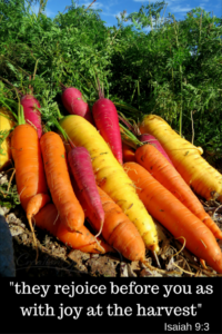 carrot harvest with multiple colors, a time of joy