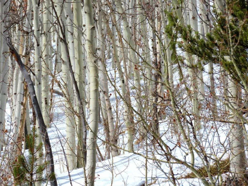 Close view of Aspen Grove, Jim Creek Area, CO, 2-27-19