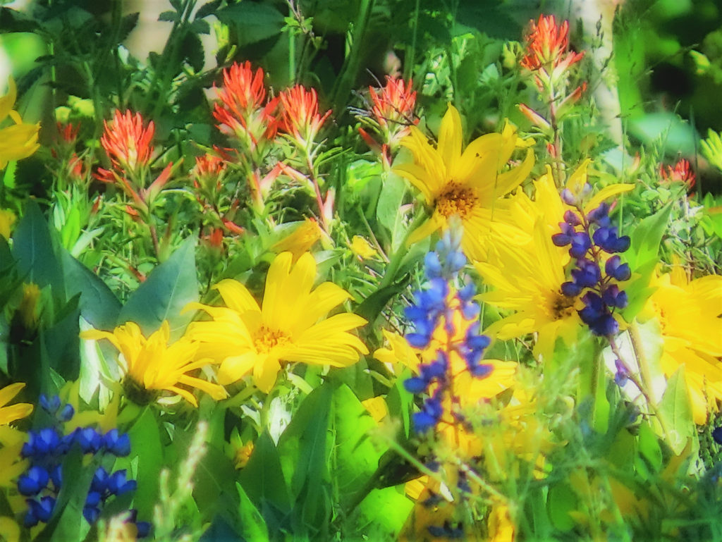 Collection of wildflowers can remind us of the beauty of the church