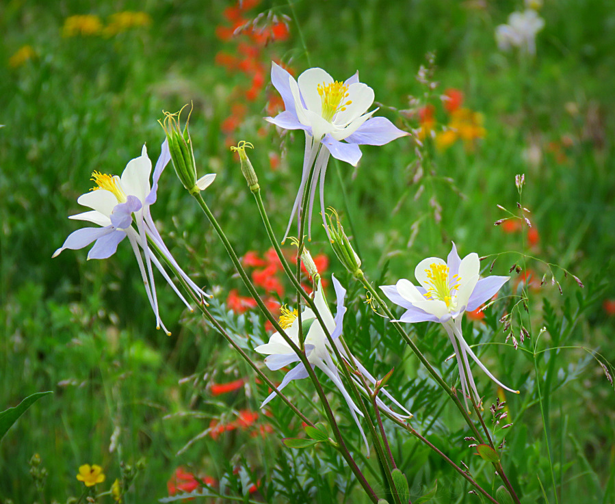 Blue Columbine flowers appear as dancing