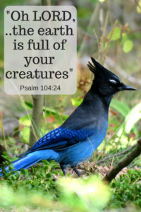 Steller's Jay