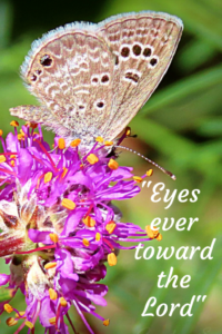 Reakirt's Blue butterfly on Prairie Clover Flower keeping eyes toward waysestablished by the Creator