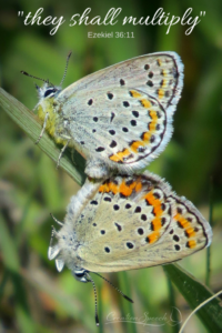 Melissa Blue butterflies mating to multiply as God purposed