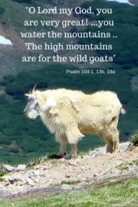 Mountain goat looks over the expanse in Gods goodness